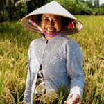 brazil rice farmers