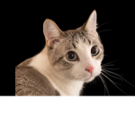 CATSSSSSSSSSSSOMGCATS