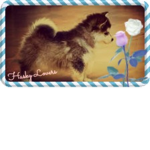 Husky lover's!