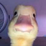 Ducky gang yessir