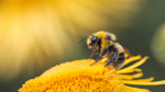 crazy beez