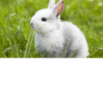 the cute bunny squard