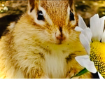 The chipmunk club