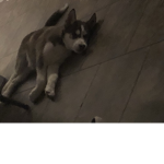 Husky people squad