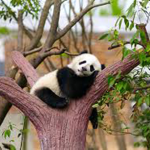 Pandas club with pandas