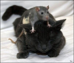 The Cat & Rat Army!