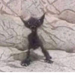 - ᴋᴏᴜ'ꜱ ꜱᴛᴏʀᴇ -