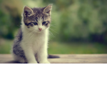 Da Cat Group :D