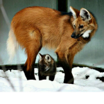 The Maned Wolves