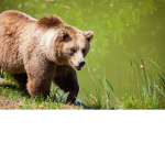 [BU] Bears United