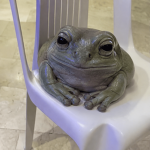 Silly Frog Studios
