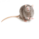 Rats protection league
