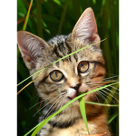 The cats or any cat related