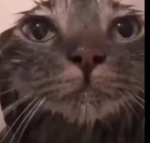 silly silly silly cats