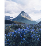 BlueBell Society