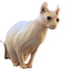 hairless games Group Thumbnail