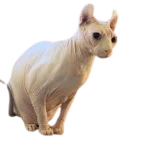hairless games Group Thumbnail