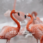 Elle's Boutique