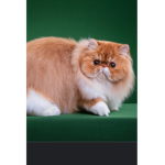 Paw Gang