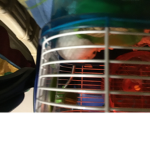 Hamsters are in the king!