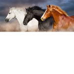 ≈ Adventure Horses ≈
