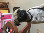 Milo the pugg