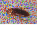 Roaches of the Kitchen
