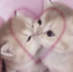 konjiskittens
