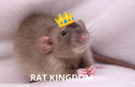 The Official RAT Empire