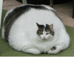 <3 CAT QUEEN <3