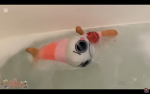 Join team shrimpo today