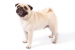 Supa pug