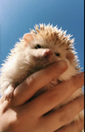 Hedgehog palace