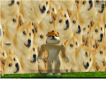 the bc doges