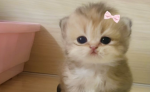 Lemon, momo , hahaha