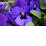 Violets Crew