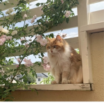 Furrfect Cats’