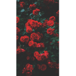 Little rose’s