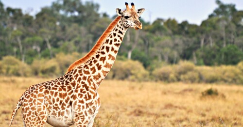 I Like Giraffe