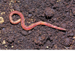 The earthworm sally kingdom