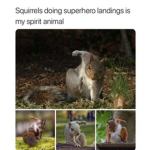 Squirrel squirrel squirrels