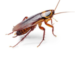 •The Roaches•