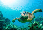 Ocean.Turtles