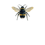 on the bee of buzz