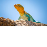 Lizards of Earth