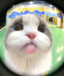 Cattus Lettuce