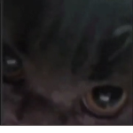 OfficialDankNoobs