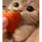 Cute cat<3
