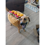Tucker the fun dog