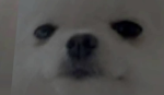 What kind of dog do you like